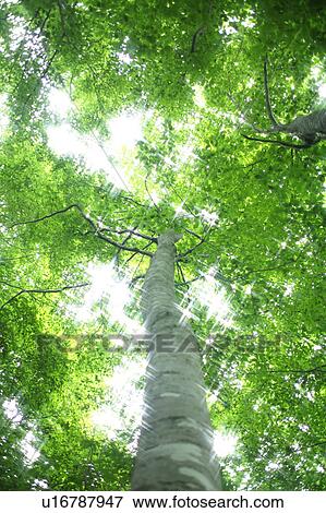 Stock Photo - Beech trees. Fotosearch