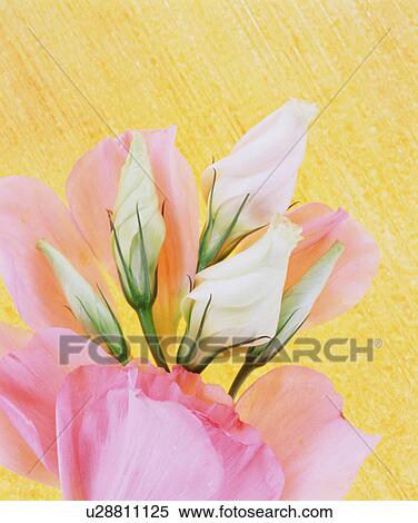 Bellflowers and pink petals View Large Photo Image Stock Photography - Bellflowers and pink petals. Fotosearch