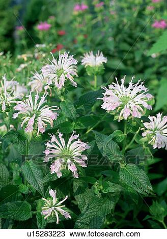 Stock Image - Bergamot, Tochigi Prefecture, Japan. Fotosearch