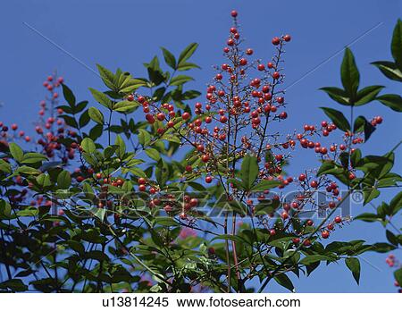 Stock Photography - Berries growing on a tree. Fotosearch