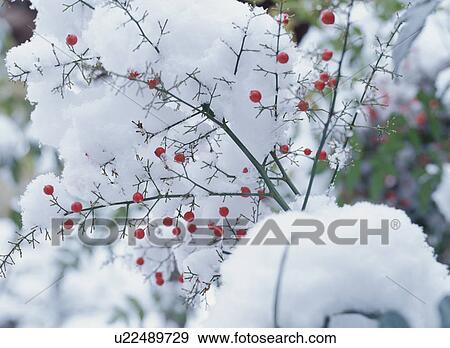 Stock Photo - Berries in snow. Fotosearch