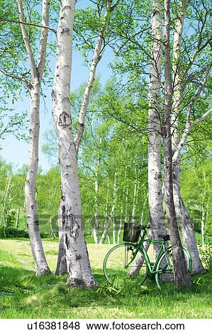 Bicycle in a park, Sugadaira Plateau, Nagano Prefecture, Japan View Large Photo Image Stock Photo - Bicycle in a park, Sugadaira Plateau, Nagano Prefecture, Japan. Fotosearch