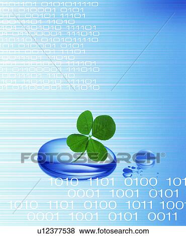 Binary code and a four leaf clover in water View Large Photo Image Stock Photo - Binary code and a four leaf clover in water. Fotosearch