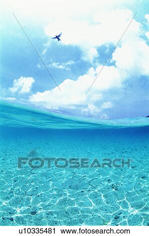 Bird flying over the sea View Large Photo Image Stock Image - Bird flying over the sea. Fotosearch