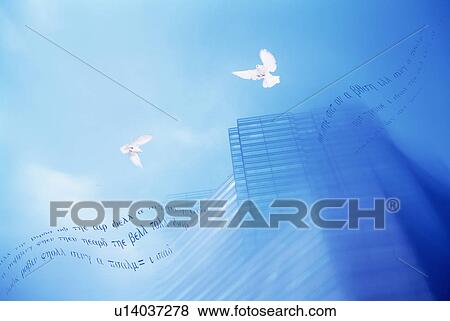 Stock Photo - Birds flying over skyscrapers. Fotosearch