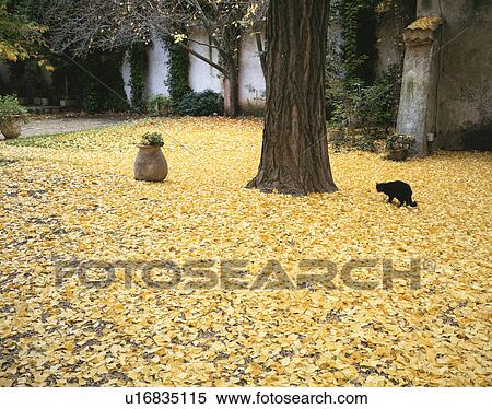 Stock Photography - Black cat walking through fallen gingko leaves in a garden, Nimes, Provence, France. Fotosearch