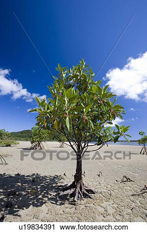 Black mangrove. Iriomote island, Okinawa Prefecture, Japan View Large Photo Image Stock Image - Black mangrove. Iriomote island, Okinawa Prefecture, Japan. Fotosearch