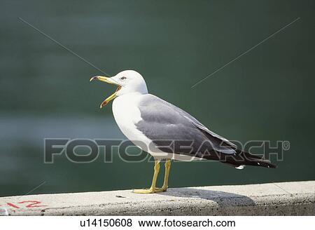 Black-tailed gull, Ine-machi, Kyoto, Japan View Large Photo Image Stock Photo - Black-tailed gull, Ine-machi, Kyoto, Japan. Fotosearch