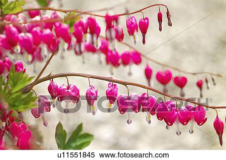 Bleeding heart View Large Photo Image Stock Photography - Bleeding heart. Fotosearch