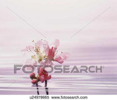 Blossom in water View Large Photo Image Stock Photography - Blossom in water. Fotosearch