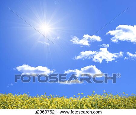 Blue sky and clouds over a field of oilseed rape View Large Photo Image Stock Image - Blue sky and clouds over a field of oilseed rape. Fotosearch