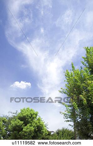 Stock Image - Blue sky and trees, Karuizawa, Nagano Prefecture, Japan. Fotosearch