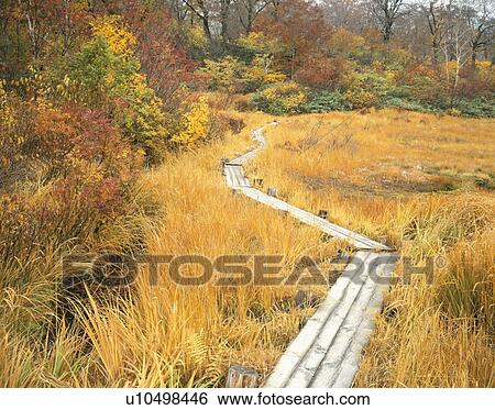 Stock Photograph - Boardwalk over marsh in Autumn, Mt. Kurikoma, Sugawa, Akita Prefecture, Japan. Fotosearch