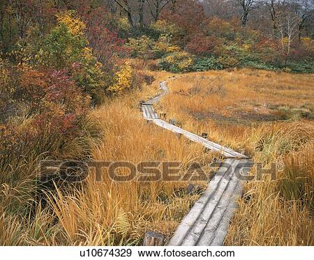 Stock Photo - Boardwalk through marshland in Autumn, Akita Prefecture, Japan. Fotosearch