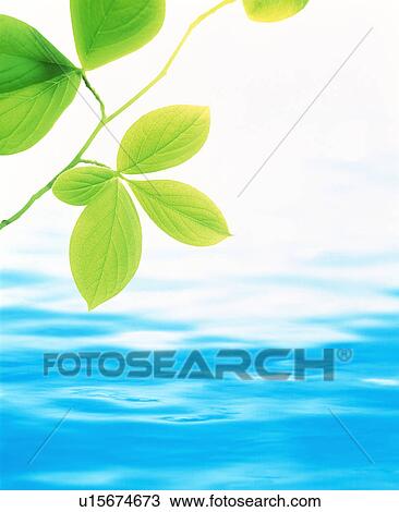 Stock Image - Branch hanging over water. Fotosearch