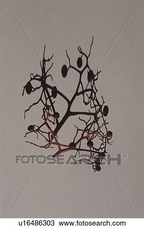 Stock Image - Branch of nuts on white background. Fotosearch