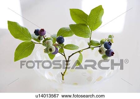 Branch with blueberries View Large Photo Image Stock Photo - Branch with blueberries. Fotosearch
