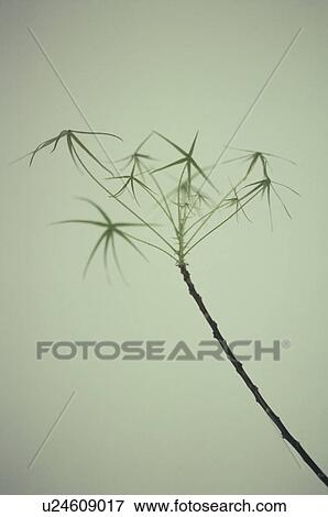 Stock Photo - Branch with leaves. Fotosearch