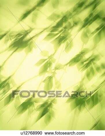 Stock Image - Branches and leaves. Fotosearch
