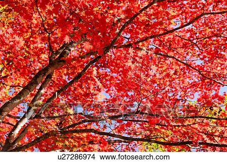 Picture - Branches covered in Autumn leaves. Fotosearch