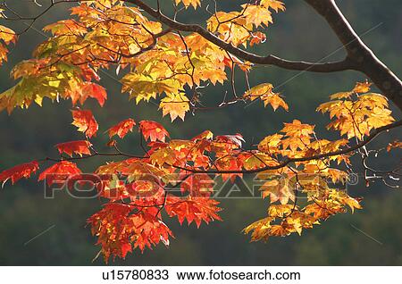 Stock Image - Branches covered in Autumn leaves. Fotosearch