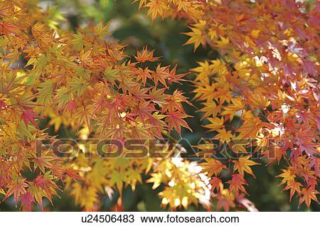 Stock Image - Branches covered in Autumn leaves. Fotosearch