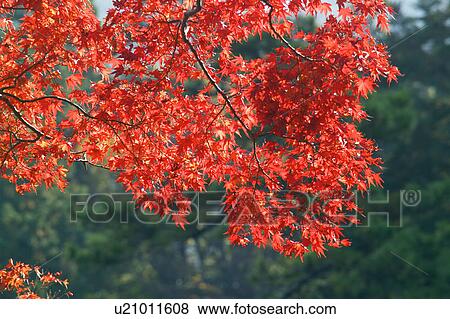 Branches covered in Autumn leaves View Large Photo Image Stock Photo - Branches covered in Autumn leaves. Fotosearch