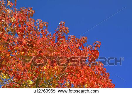 Stock Photography - Branches covered in Autumn leaves. Fotosearch