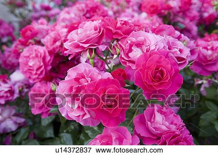 Stock Photo - Bright pink roses. Fotosearch