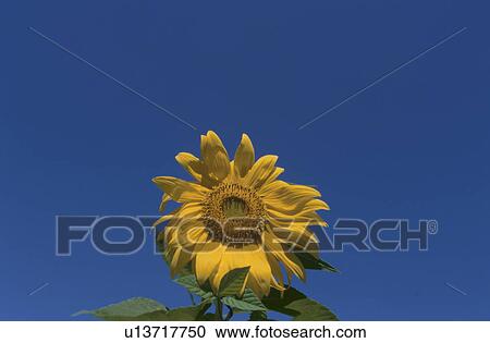 Bright yellow sunflower against blue sky. Yamanashi Prefecture, Japan View Large Photo Image Stock Image - Bright yellow sunflower against blue sky. Yamanashi Prefecture, Japan. Fotosearch