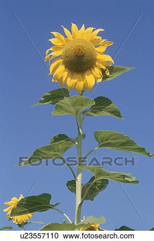 Bright yellow sunflower against blue sky. Yamanashi Prefecture, Japan View Large Photo Image Stock Image - Bright yellow sunflower against blue sky. Yamanashi Prefecture, Japan. Fotosearch