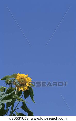 Stock Image - Bright yellow sunflower against blue sky. Yamanashi Prefecture, Japan. Fotosearch