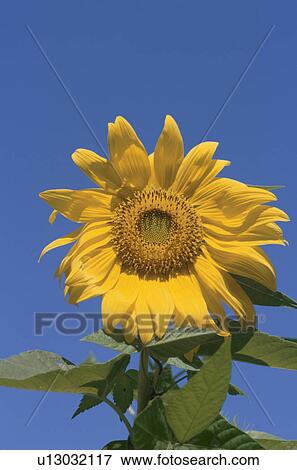Bright yellow sunflower against blue sky. Yamanashi Prefecture, Japan View Large Photo Image Stock Photo - Bright yellow sunflower against blue sky. Yamanashi Prefecture, Japan. Fotosearch