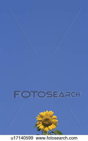 Bright yellow sunflower against blue sky. Yamanashi Prefecture, Japan View Large Photo Image Stock Photo - Bright yellow sunflower against blue sky. Yamanashi Prefecture, Japan. Fotosearch