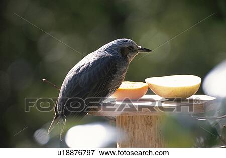 Brown-eared bulbul at a feeding station View Large Photo Image Stock Photo - Brown-eared bulbul at a feeding station. Fotosearch