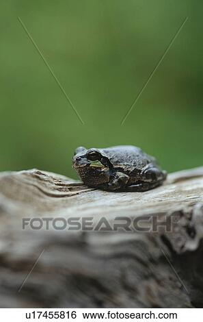 Brown frog on wooden log View Large Photo Image Stock Photograph - Brown frog on wooden log. Fotosearch