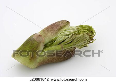 Stock Image - Bud of Japanese Angelica tree. Fotosearch