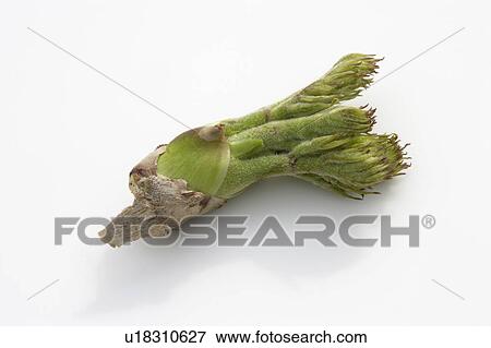 Stock Photo - Bud of Japanese Angelica tree. Fotosearch