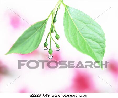 Bud of Japanese snowbell with waterdrop View Large Photo Image Stock Photo - Bud of Japanese snowbell with waterdrop. Fotosearch
