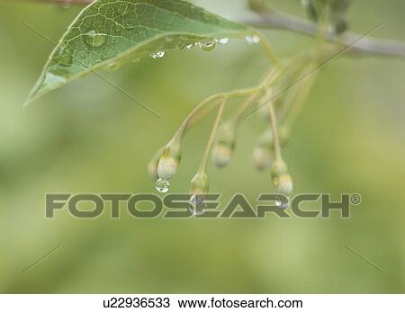 Buds of Styrax (Styrax japonicus), Tochigi Prefecture, Honshu, Japan View Large Photo Image Stock Image - Buds of Styrax (Styrax japonicus), Tochigi Prefecture, Honshu, Japan. Fotosearch