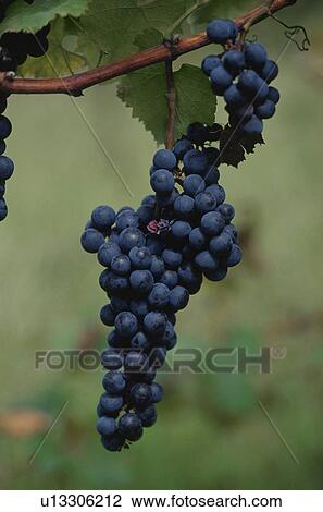 Stock Image - Bunch of grapes growing on vine. Fotosearch