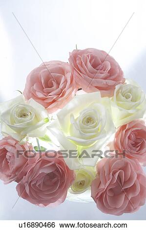 Stock Photograph - Bunch of pink and white roses, white background. Fotosearch