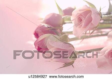 Stock Photo - Bunch of pink roses, close up, pink background. Fotosearch