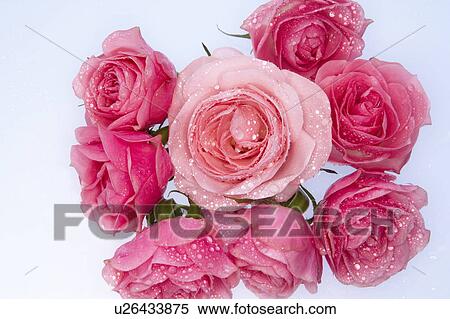 Bunch of pink roses, white background View Large Photo Image Stock Photography - Bunch of pink roses, white background. Fotosearch