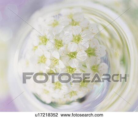 Bunch of white blossoms View Large Photo Image Stock Image - Bunch of white blossoms. Fotosearch