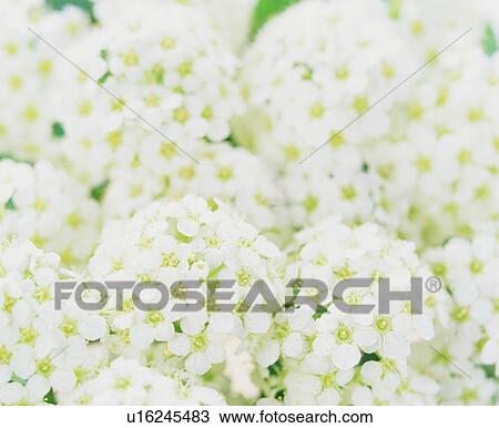 Stock Image - Bunches of white blossoms. Fotosearch