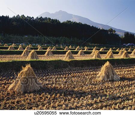 Bundles of drying straw, Iwaki-san, Hirosaki, Aomori Prefecture, Japan View Large Photo Image Stock Photography - Bundles of drying straw, Iwaki-san, Hirosaki, Aomori Prefecture, Japan. Fotosearch