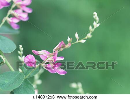 Bush clover, Yaita, Tochigi Prefecture, Japan View Large Photo Image Stock Image - Bush clover, Yaita, Tochigi Prefecture, Japan. Fotosearch