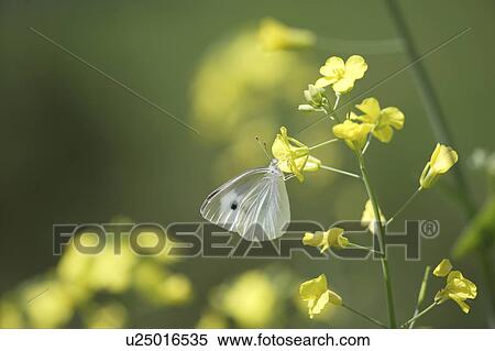 Cabbage butterfly and rape blossoms. Tochigi Prefecture, Japan View Large Photo Image Stock Photography - Cabbage butterfly and rape blossoms. Tochigi Prefecture, Japan. Fotosearch