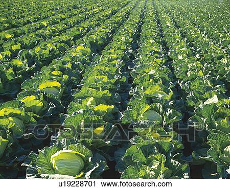 Cabbage field, Kawakami-son, Nagano Prefecture, Japan View Large Photo Image Stock Image - Cabbage field, Kawakami-son, Nagano Prefecture, Japan. Fotosearch